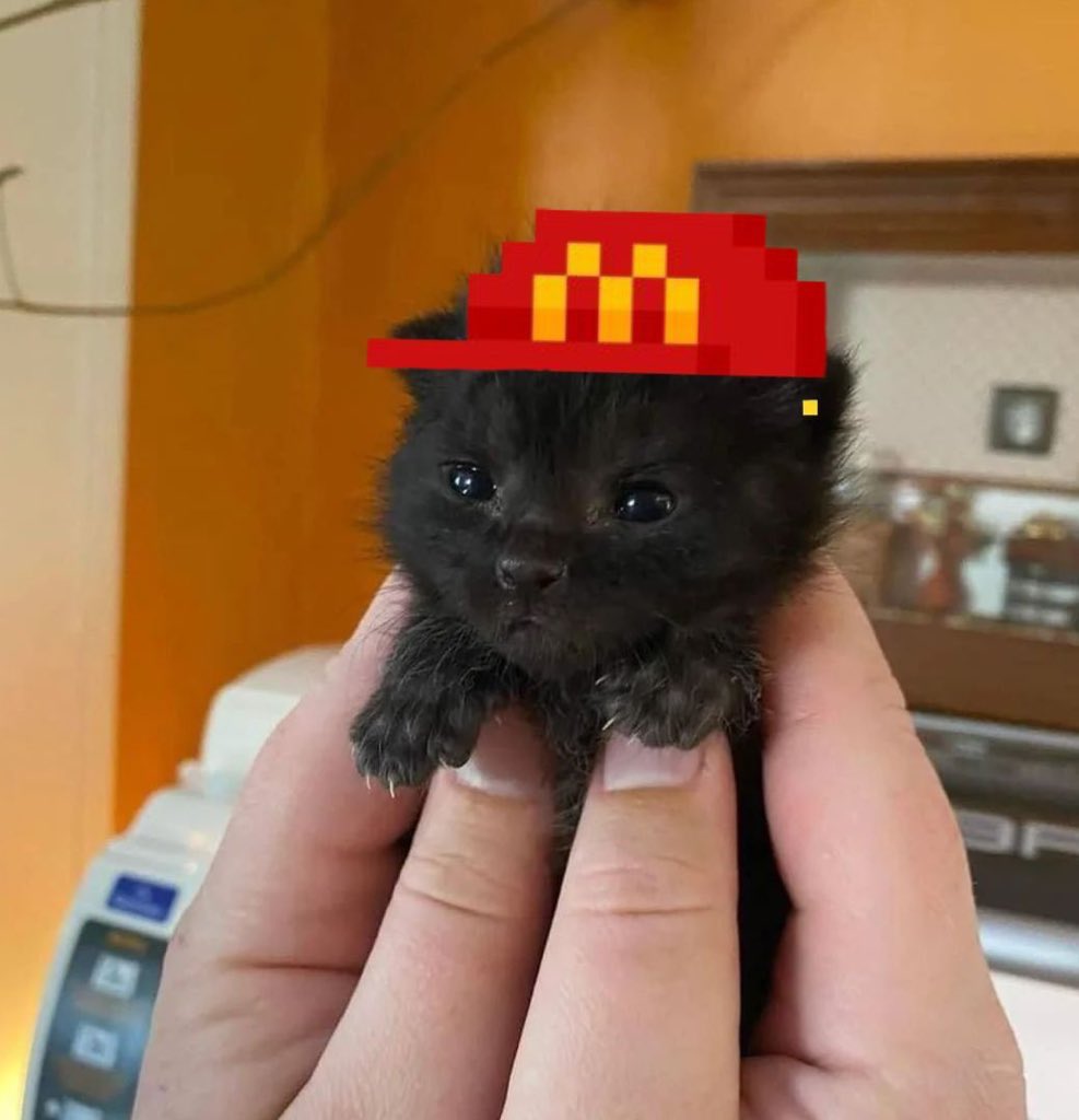 Mario726559's tweet image. $ITTY does bro, 6 monthns non stop grinding every day

we have cooked so much content and everything and we collected 20% in a community dao 

check it