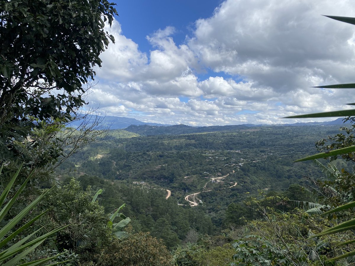 Finca El Miedo 
Catuaí Rojo 
Camalote
Santa María, La Paz, Honduras. 
1400 msnm