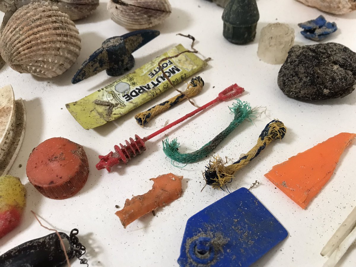 Instability_Env's tweet photo. Beach finds from Greatstone beachcomb in October #phd https://t.co/FzHlAVYiEg