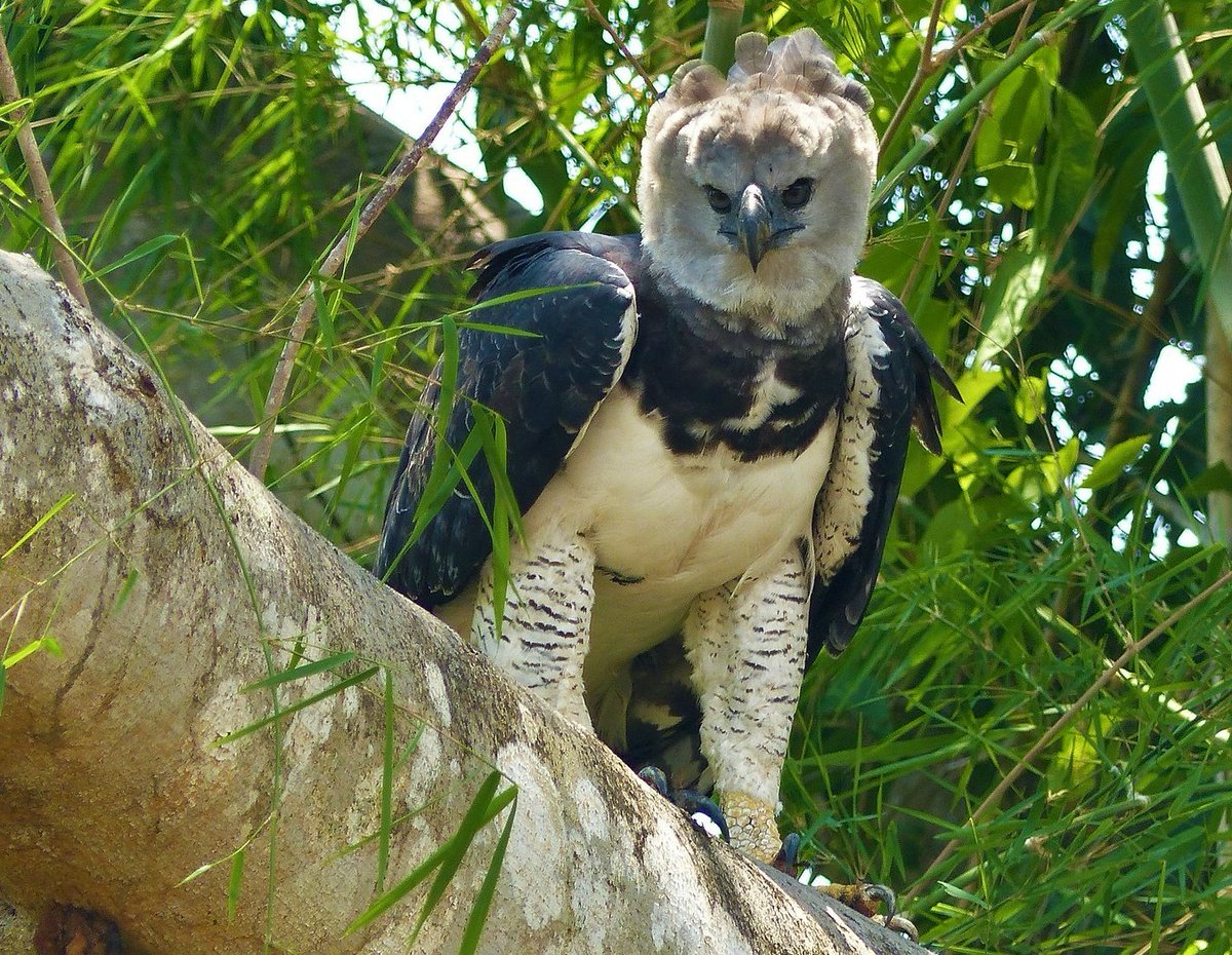 Global Conservation Solutions tweet media