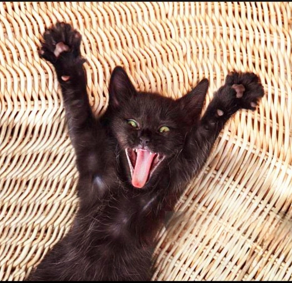 BUIIIIIIIII_'s tweet image. Fun competition from @BarsikOnSolana #barsik Recommend everyone to bring a picture of their 🐈
Here is my contribution 🐈 Appreciate a like #barsikarmy🙏