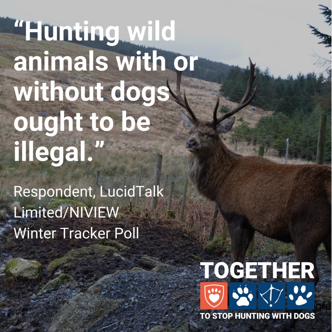 LeagueACS's tweet image. Hunting with dogs in Northern Ireland ought to be a thing of the past.
 
A Private Members’ Bill to ban this practice is in motion, but your input is needed! 
 
The public consultation is open until 13 Jan 👉 Respond: leagueacs.co.uk/TUAi5
 
#TimeForChangeNI @USPCA_Official