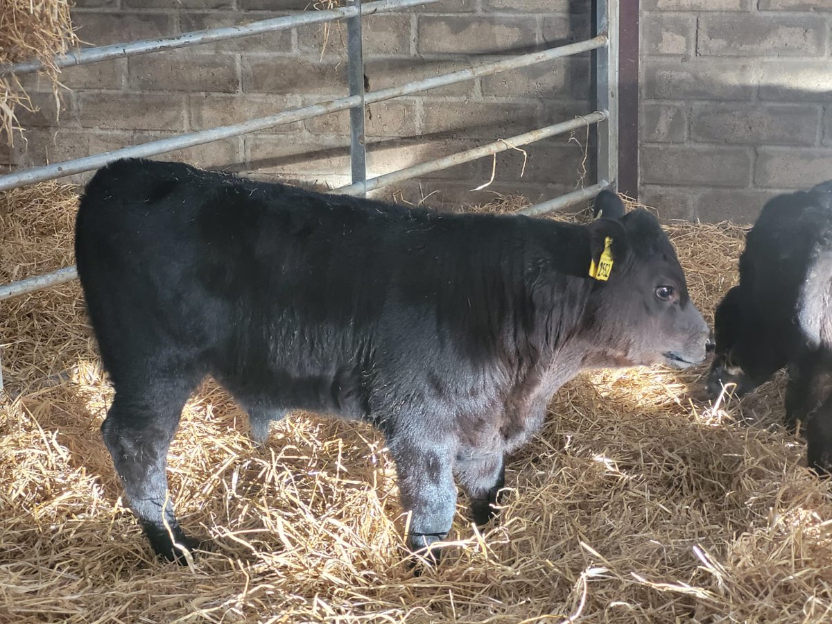 🐂 Thriving at Crossbrae! 🌱

A Kingpin US embryo calf is growing strong at the Crossbrae herd in Aberdeen, showing incredible potential.

#StabiliserCattle #KingpinGenetics #CrossbraeHerd #FutureOfFarming