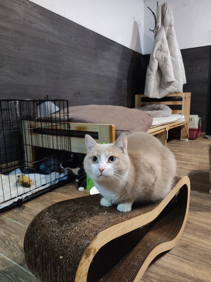 PO5SbTWhuxoGeWr's tweet image. ребят, нам с котиками очень нужна помощь на оплату аренды приютика. осталось собрать порядка 20 тысяч, чтобы оплатить 🙏🥺
перевод можно сделать по номеру:
+79219611572 (сбер, тинёк, альфа)
Екатерина О.
номера карт в цитируемом твите.
будем очень благодарны 🥹🙏