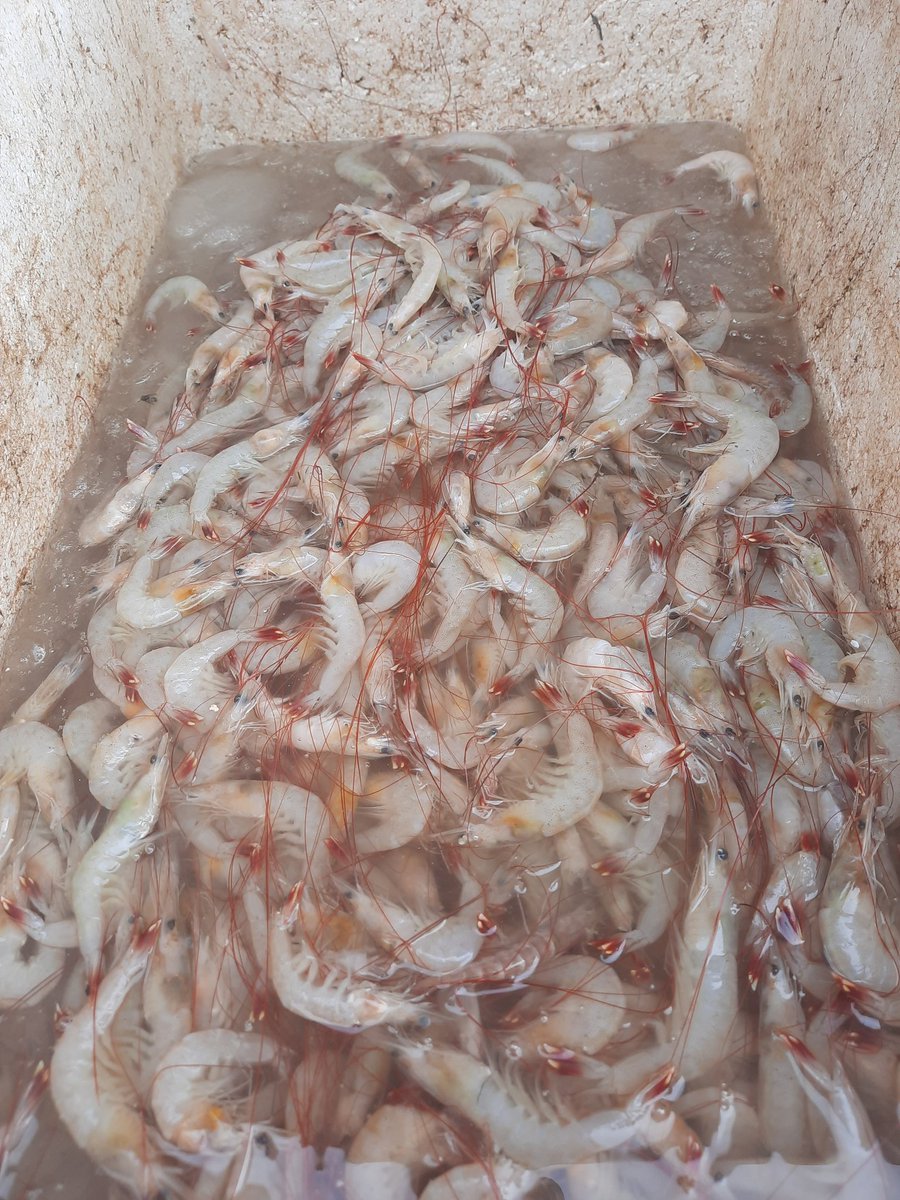 Septiarsih2's tweet photo. Jumat, 27/12/2024 Septiarsih Luhkan Bengkulu Tengah melaporkan hasil produksi KUB Lautan Muara Matahari Desa Pasar Pedati berupa udang putih sebanyak 40kg dengan hrg jual 65rb perkg.
#GiatLuhkanSatminkalBRPPUPP 
#luhlapor https://t.co/yt8AGkU00f