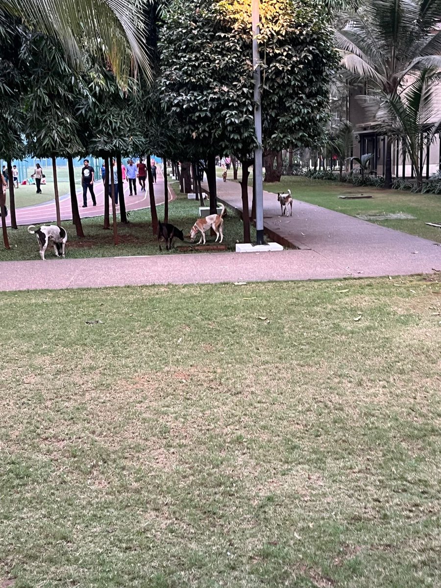 godbole_kp's tweet photo. @MPLodha @LODHA @LodhaAmara @TMCaTweetAway @ThaneCityPolice @mataonline @timesofindia @lokmat @LoksattaLive 
Dogbites and dog attacks raising significantly but neither LodhaAmara nor TMC doing anything. #thane #thanenews #thaneproperties #thanerealestate #thaneliving #thaneestate https://t.co/YmJSRpdrEE