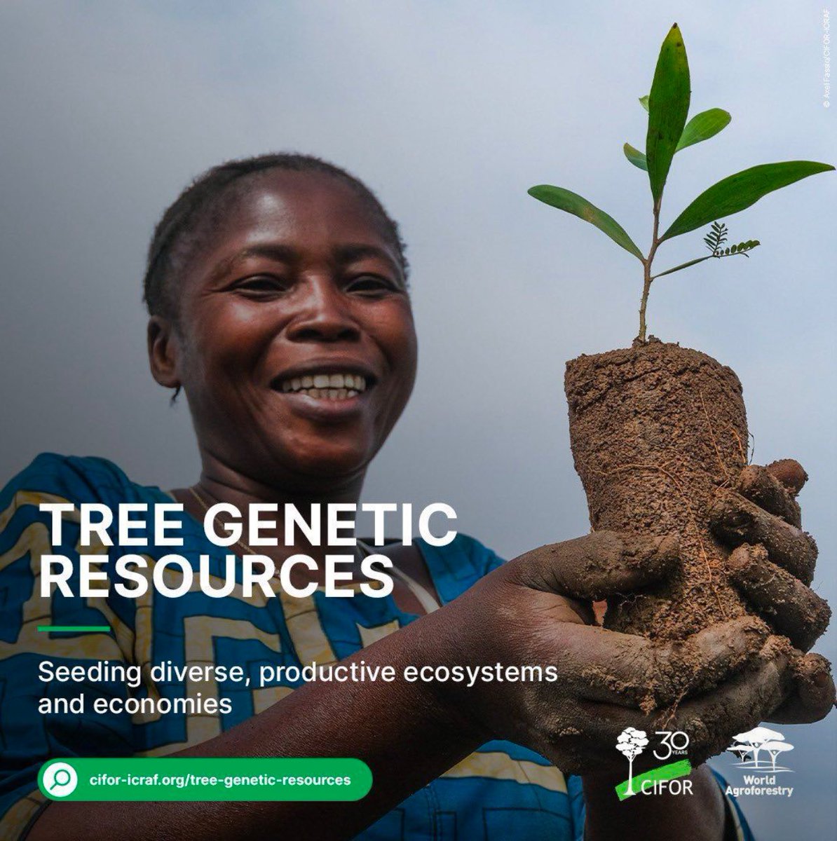 🌱It starts with seeds

CIFOR-ICRAF is developing genetic resources to safeguard tree diversity &amp; provide appropriate planting material.

Our aim is to ensure that the right tree is planted in the right place for the right purpose.

➡️: tinyurl.com/bde5t52h

#Trees4Resilience