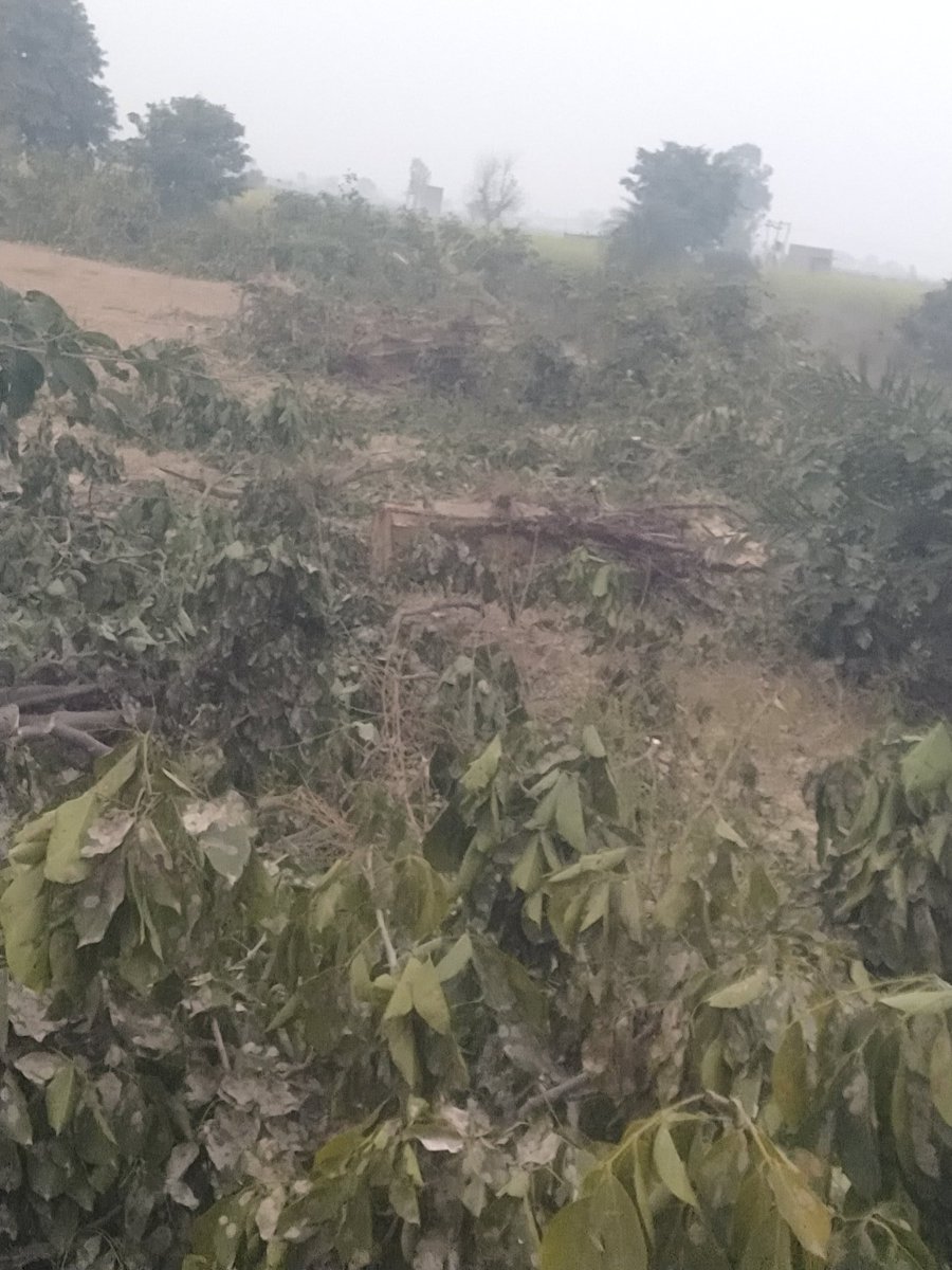 Devendr17455143's tweet photo. सोत नदी के किनारे खड़े पेड़ों को क्यों काटा जा रहा हैं पिछले साल भी पेड़ काटे गए थे अब भी सैकड़ो पेड़ों को काटा जा रहा है सिहोरी से थारेसा जय सिंह जाने वाले रोड  की  है  @DmSambhal @myogiadityanath @CMOfficeUP @PMOIndia @spsambhal38 @DfoSambhal @aajtak @ABPNews https://t.co/7pz6deYNd2