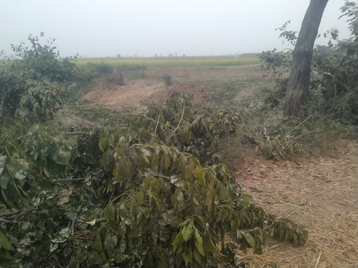 Devendr17455143's tweet photo. सोत नदी के किनारे खड़े पेड़ों को क्यों काटा जा रहा हैं पिछले साल भी पेड़ काटे गए थे अब भी सैकड़ो पेड़ों को काटा जा रहा है सिहोरी से थारेसा जय सिंह जाने वाले रोड  की  है  @DmSambhal @myogiadityanath @CMOfficeUP @PMOIndia @spsambhal38 @DfoSambhal @aajtak @ABPNews https://t.co/7pz6deYNd2