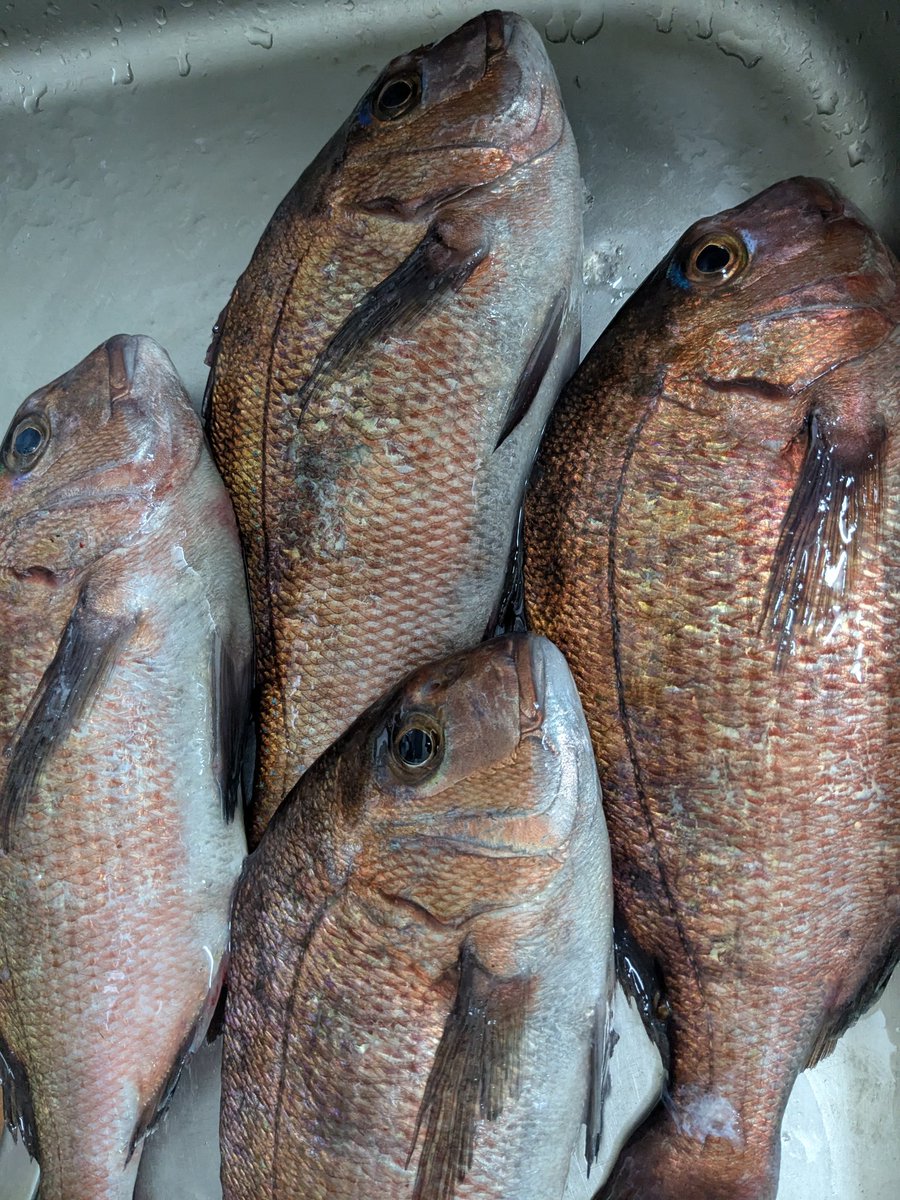 pasha128's tweet photo. 釣り納め！
激シブの中なんとか4枚🐟
 #九十九里フィッシィングセンター https://t.co/BIZtG5Vqb6