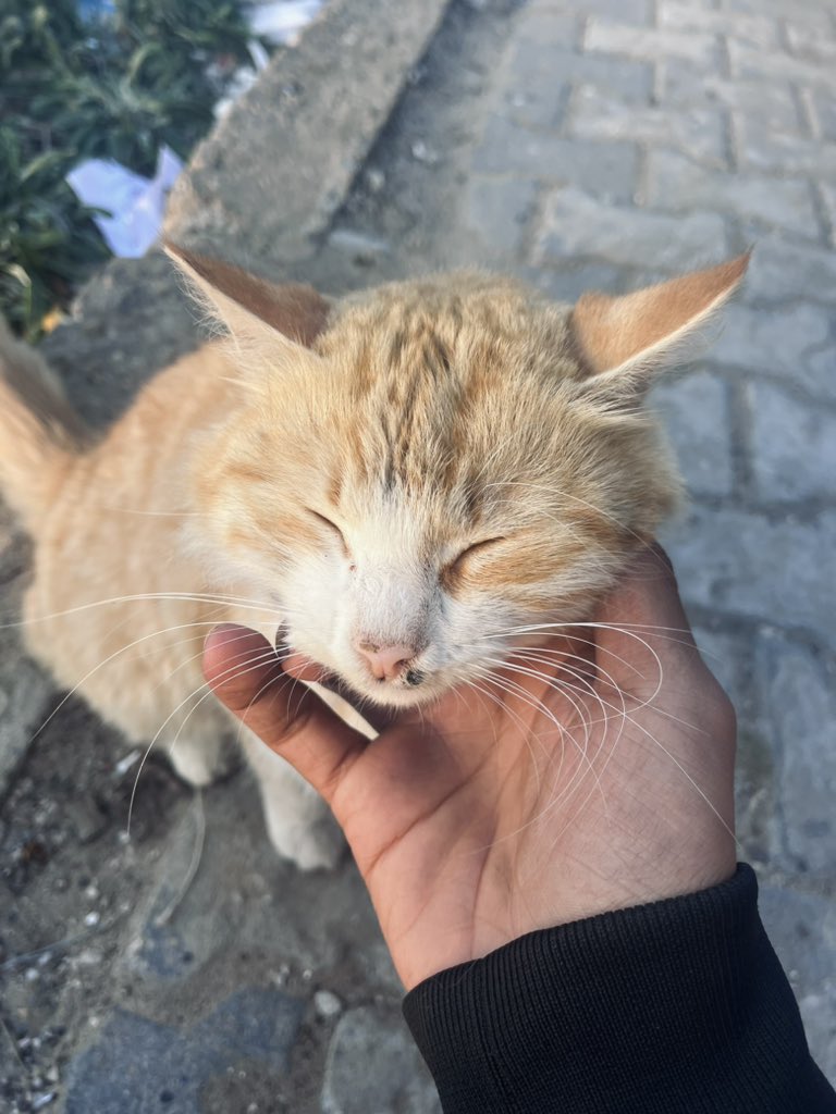 Made of the sea and the stars. 
Gaza, 2024