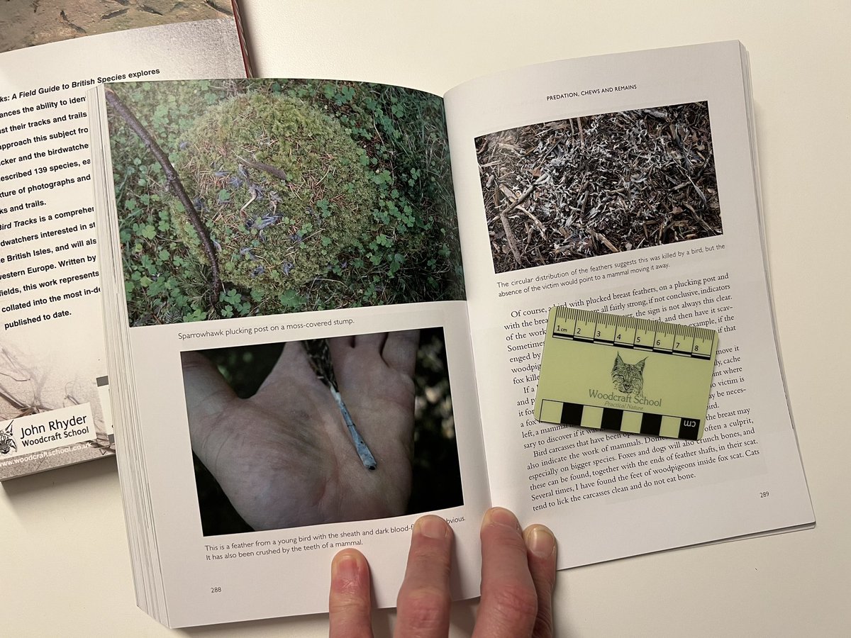 Books at Christmas #7 . A pile of feathers , a tuft of hair on a fence , a gnawed nut . . . These two books are the perfect manuals for budding nature detectives . Written by John Rhyder @bushcraft founder of the Woodcraft School Available here waterstones.com/book/track-and…