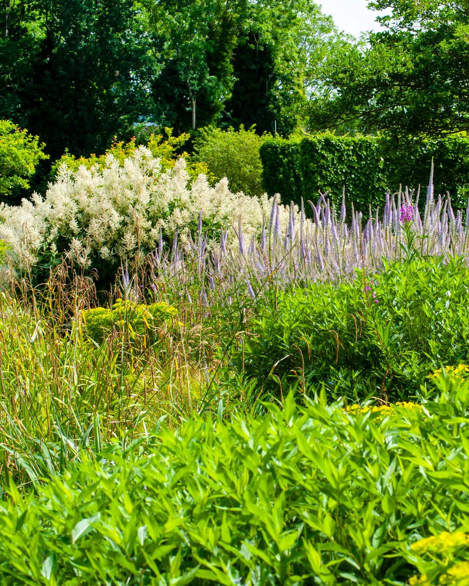 Proost op een bloeiend nieuw jaar! Vaste planten zijn een cadeau dat elk seizoen blijft geven. 🌱💚 im.nu/ER8dV8 #GelukkigNieuwJaar #TuinGeluk #VastePlanten #PerennialPower