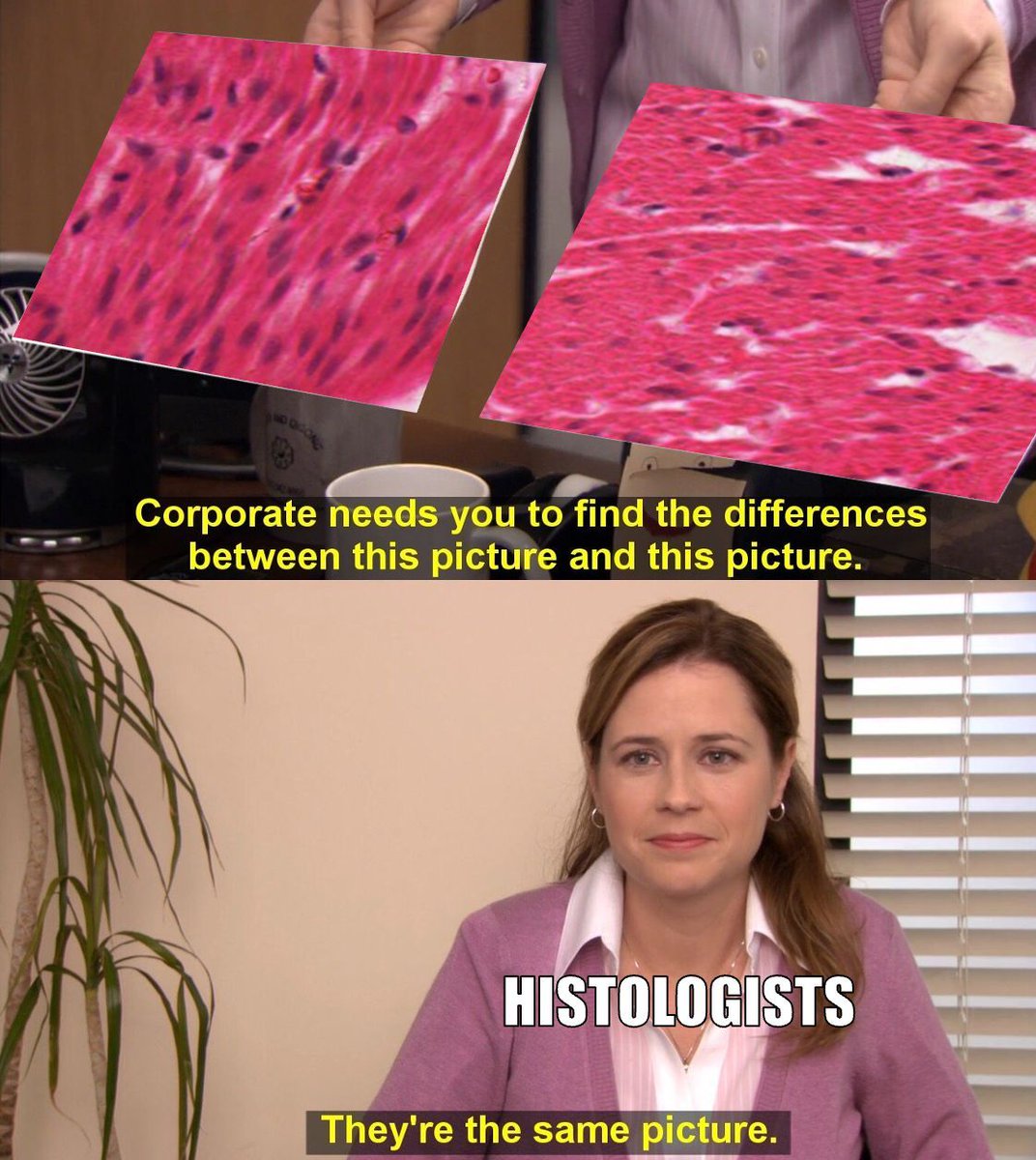 It's the last week of the year! Now's not the time to misidentify histological tissues! #MemeMonday