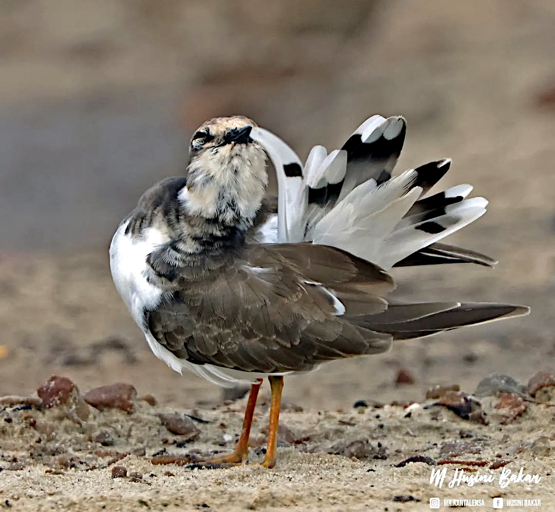 TheBatBotLab's tweet photo. Feather maintenance 101🪶🐦💧: Little ringed plover (Charadrius dubius) taking self-care to the shoreline. Photo: Husini Bakar. #Biodiversity #Wildlife #BirdsOfBorneo #Birding #WildlifePhotography #NaturePhotography https://t.co/UpvhvNlMbp