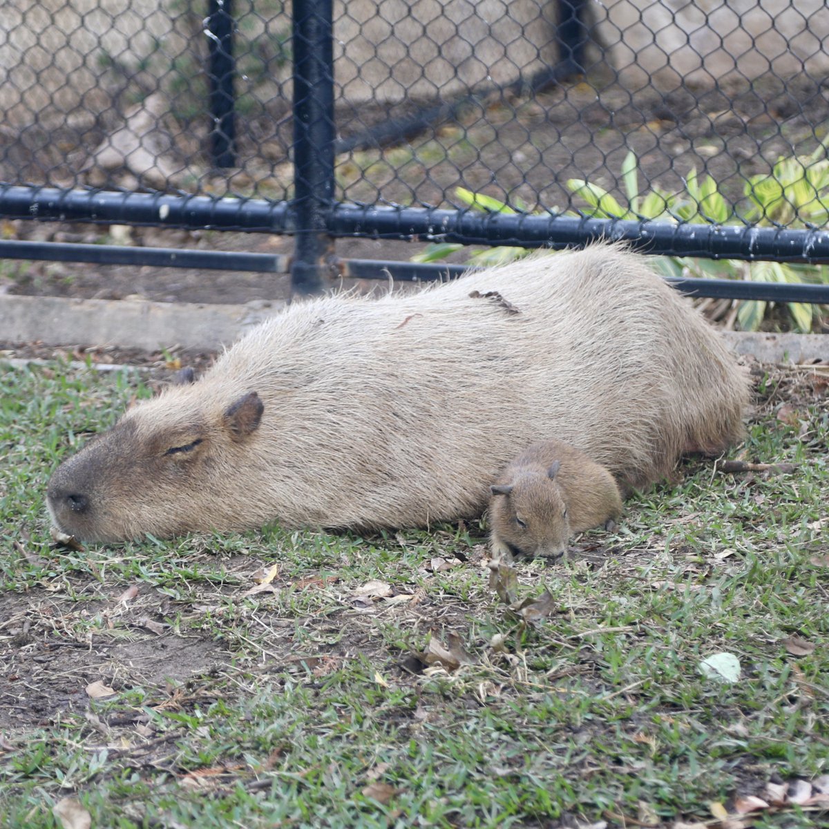 SanAntonioZoo's tweet image. Tupi is such a little angel 🥹