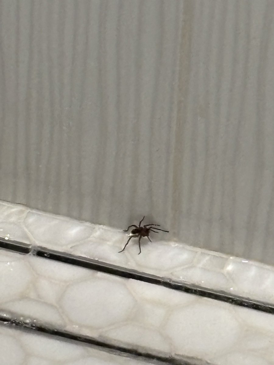 Anyone know what this guy is?