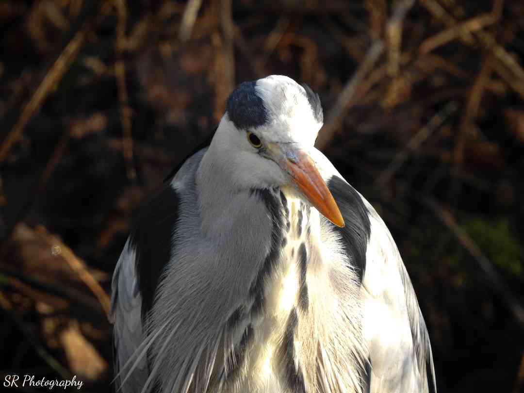 BirdwatcherThe's tweet photo. Portraits of a grey heron. #NaturePhotography #naturelovers #heron #ornithology #Nikon #birds #BirdsSeenIn2024 #wildlifephotography #daisynook #Oldham #walking @BBCSpringwatch @Natures_Voice https://t.co/GprpyDDtZz