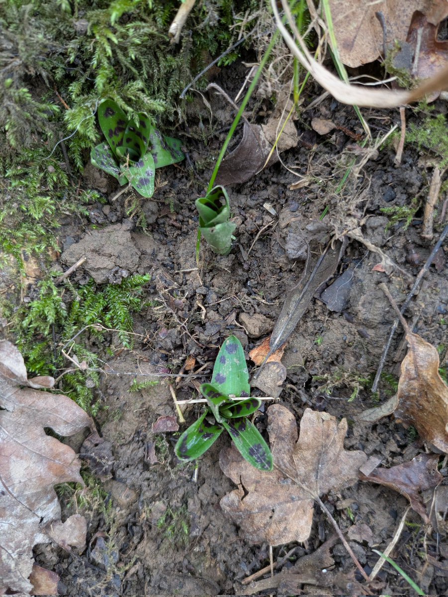 <a href="/SussexWildlife/">Sussex Wildlife Trust 🦔</a> <a href="/ukorchids/">Wild Orchids UK & Ireland</a> Early Purple Orchid rosettes pushing through in Pallinghurst Wood, West Sussex