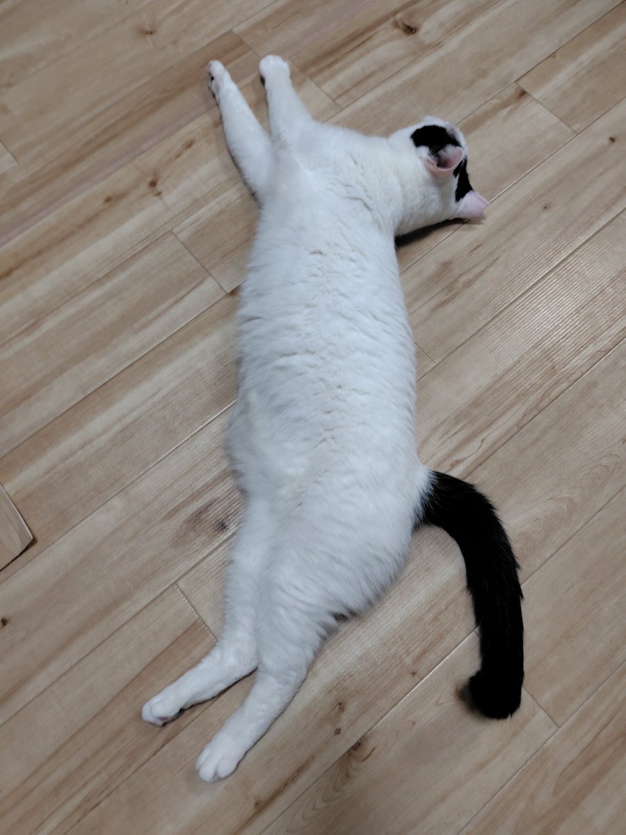 uumamasan's tweet photo. 誰が何て言っても 猫吸い はやめ���れない  誰にも何も言われないけどww　#あら還 #保護猫と2人暮らし #孫より猫の方が可愛い #家飲み好き #猫好きさんと繋がりたい  #Bialystocks推し #娘家族がインフル発症で帰省できなくて1人と1匹の年末年始・さみしい😢 https://t.co/z3CRLHZ0jw
