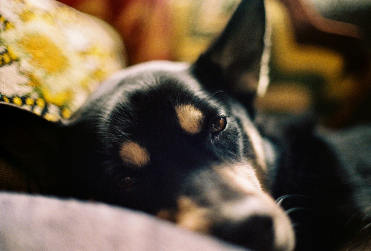 Good morning here’s my dog on film
