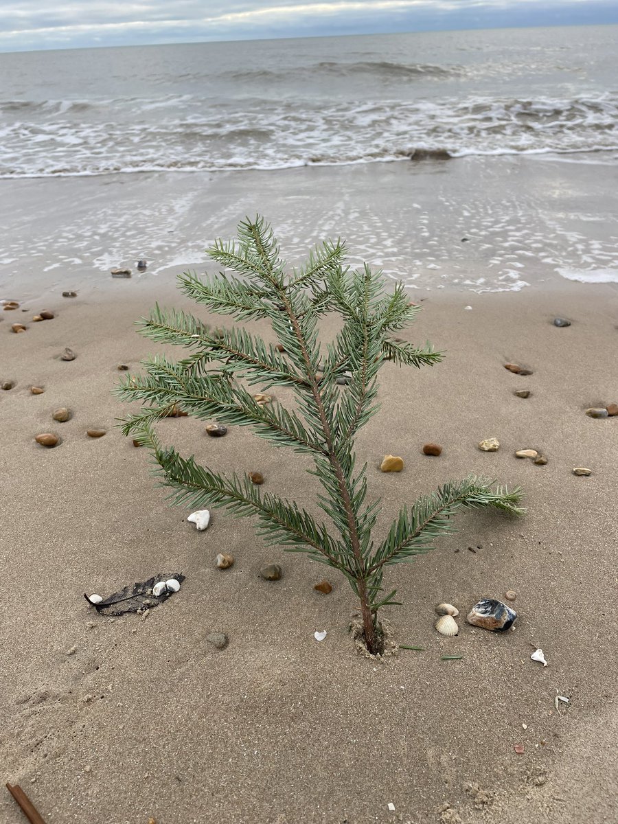 Clairie21's tweet image. High tide for our beach clean but found a marble. Lots of chocolate wrappers today  #seaglass #marble #hightide #beachclean #litterpick #monday