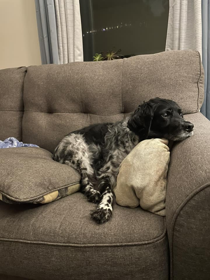 ABrittanyRescue's tweet image. Rory’s Monday coping skills? Pillows, lots of pillows! ☺️ Anyone else making it a #ComfyCozy day, #ABRFamily?

#MondayMoods #ABRAlumni