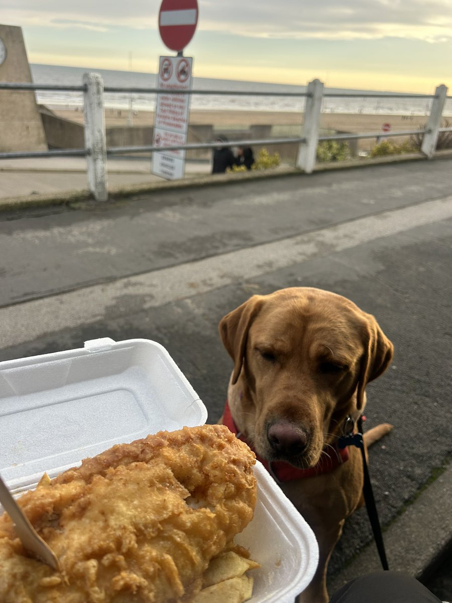 mickfox200's tweet image. It’s the law …!!!! 
#seasidevibes… #sharingobviously 😋🧡🐾