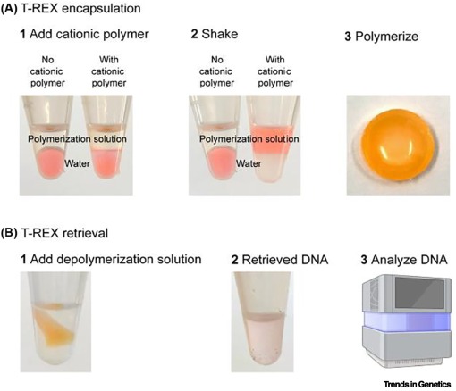 Ambient storage of genomic time capsules dlvr.it/TH4SD7