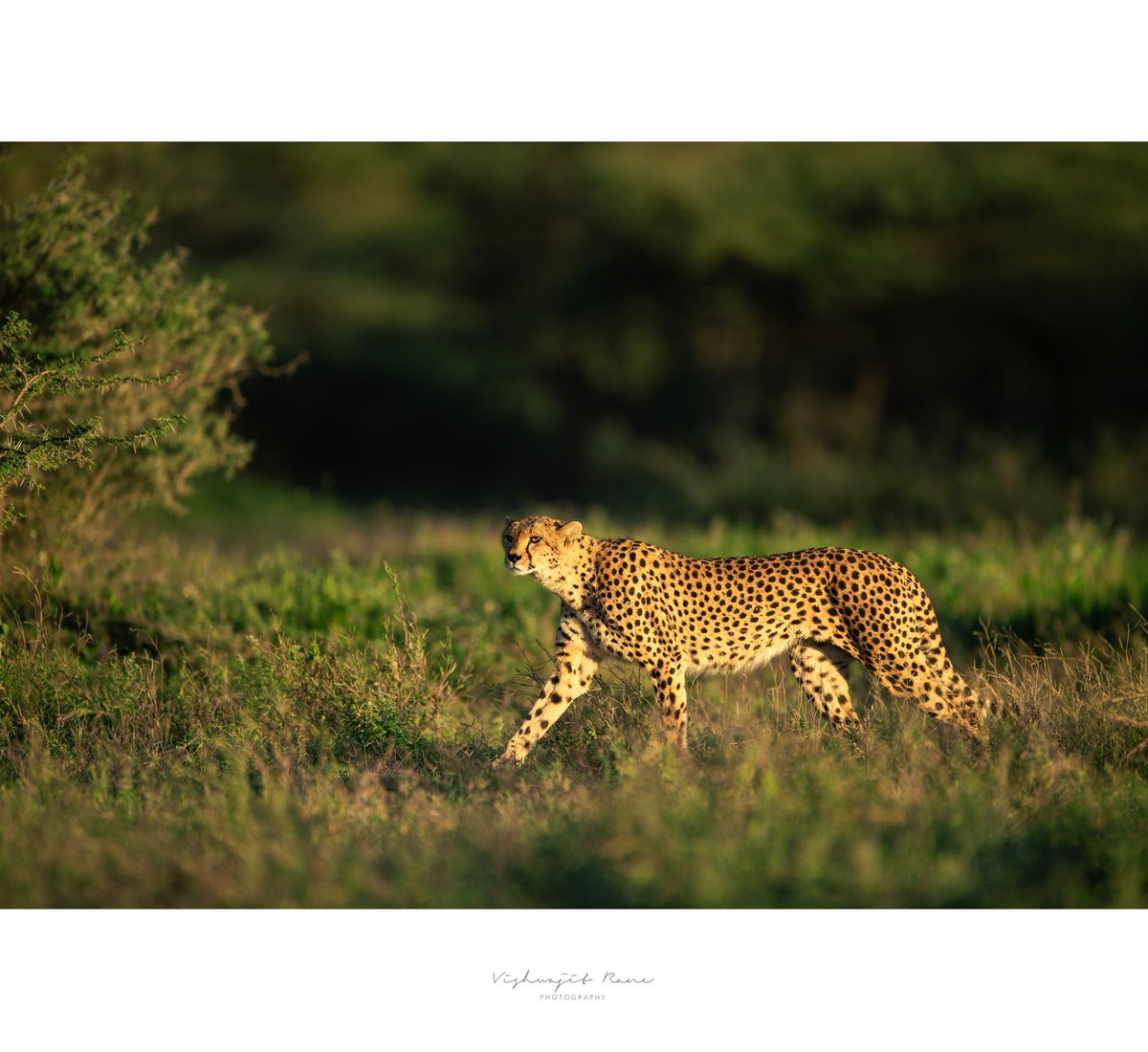 visranewildlife's tweet photo. Basked in golden light, the cheetah strides with quiet confidenceโa silhouette of power and elegance in the wild.
#cheetah #goldenhour #wildbeauty #naturephotography #africanwilderness #graceandpower #wildlifephotography #bigcats #cheetahlife #untamedafrica
@WildlifeMag @NHM_WPY @BigCatsWildlife @NatureIn_Focus