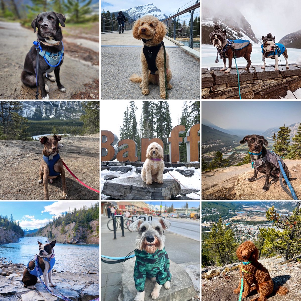 banfflakelouise's tweet photo. What a pawsome year full of #DogsOfBanff adventures ๐ถ๐พ
Click through to see the moments you tagged us in, capturing all four seasons of fun with your furry friends โ๐ผโ๐
Thank you to everyone who shared photos of their pups exploring Banff National Park.
#MyBanff https://t.co/z7EZr53DRG