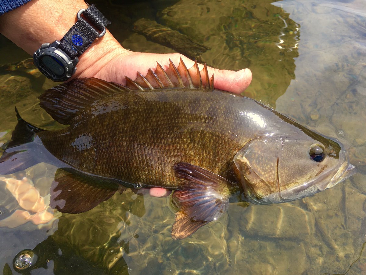 pafishandboat's tweet image. As you're enjoying the last few days of fishing in 2024, search for the best fishing waters by popular fish species found in Pennsylvania. 👉 ow.ly/7NG950UtAqC

#PAFishandBoat #Fishing #FishPA #FishingLife #CatchoftheDay