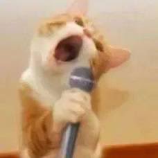 ซีกวาอุ๊ดเร้กตุ่ยเร้ก °西瓜⋆꙳ tweet media