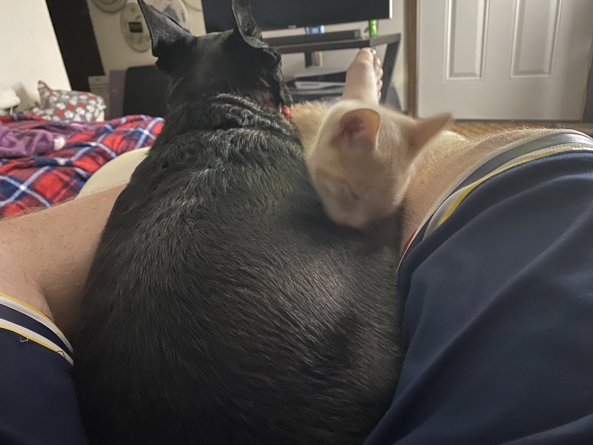 Ten week old Hondo has to be next to her 11 year old sister Poppi all the time.