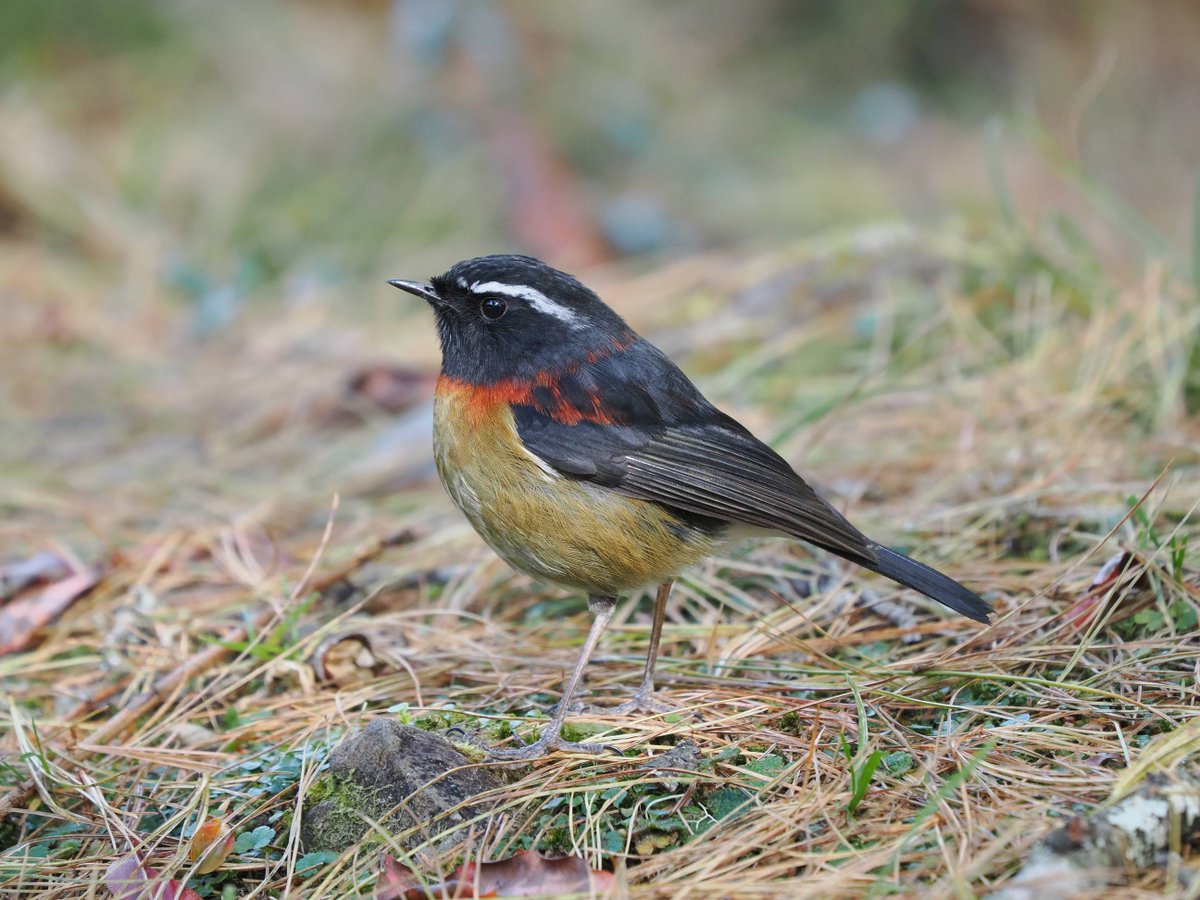taiwanbirdguide's tweet photo. #CollaredBushRobin #栗背林鴝 
Relatively common in alpine areas.

#TaiwanEndicSpecies #bird #Taiwanbirdguide #birdtour #birding #Taiwan https://t.co/jZ5Ii6wrRy