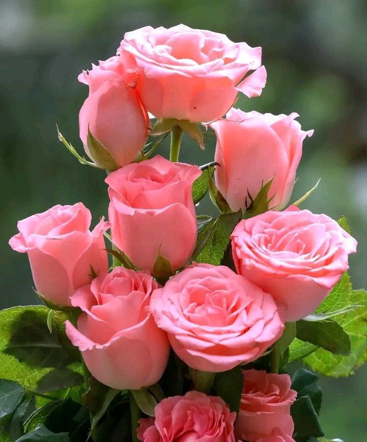 Arif Muhammad tweet media