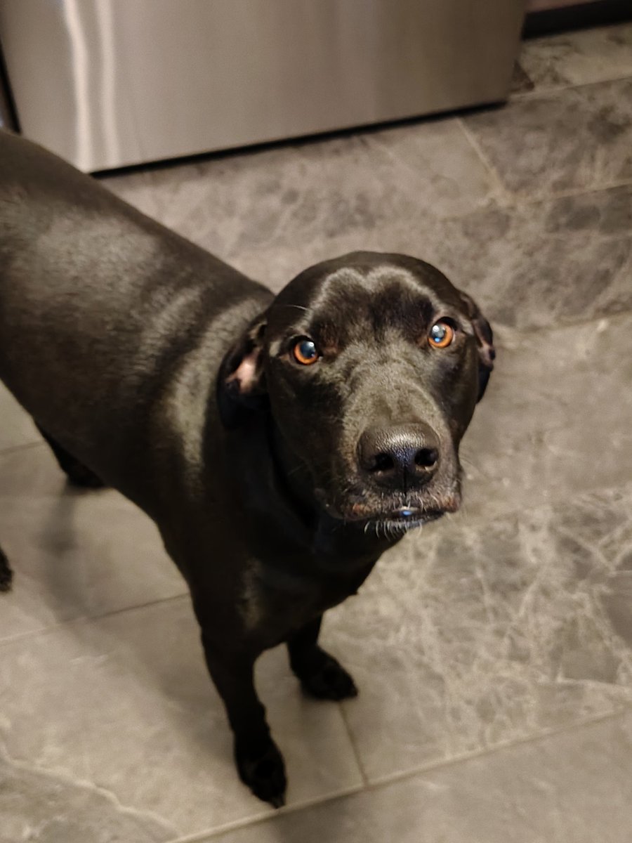 Dangerous Dan tweet media