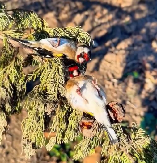 Deze putters zouden liggen te 'slapen'. 😱 Meerdere van deze filmpjes gaan rond. Onzin! De pootjes van zangvogels hebben een klemmechanisme waardoor ze zittend op een tak kunnen slapen. Deze zijn zo neergelegd met shock tot gevolg. Negeer dergelijke video's! #stopdierenleed ❌