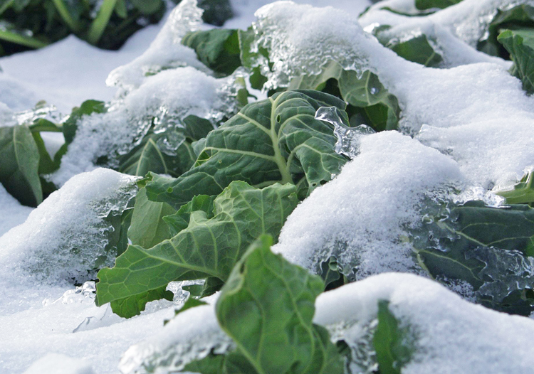 Collards in the snow ❄️

What's your favourite recipe using collard greens? Share with us in the comments below ⬇️