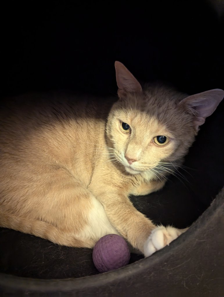 PhunkRoyal tweet media