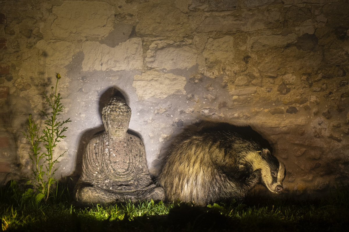 IanWoodPhotos's tweet photo. 12 photos from the past year which meant something to me  #badger #wildlifephotography #wildlife https://t.co/tZ7GkrMLYM https://t.co/wV33zCl2Da