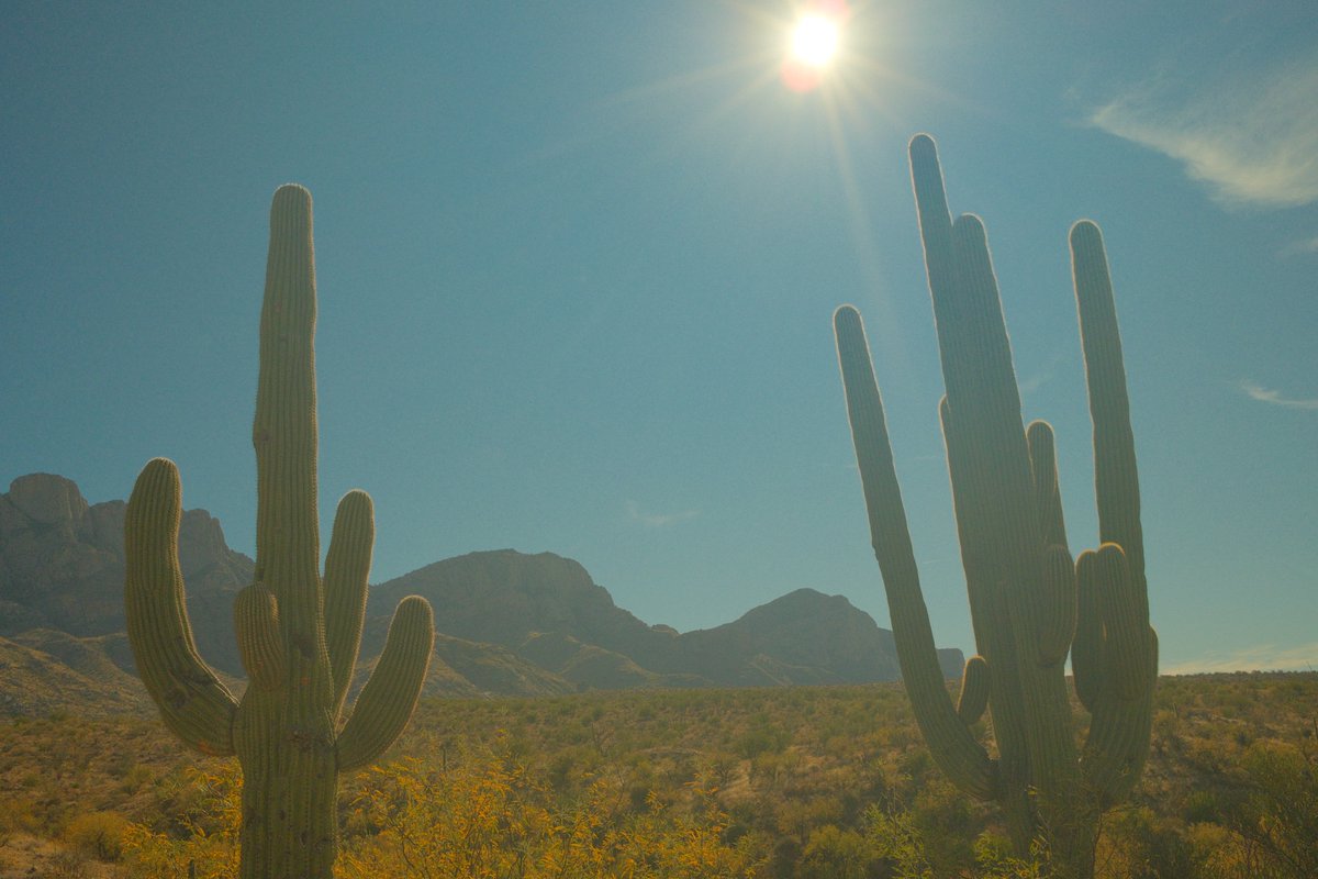“Winter” is a myth in Arizona… Some snaps from Catalina State Park. 

#x100vi #fujicolor