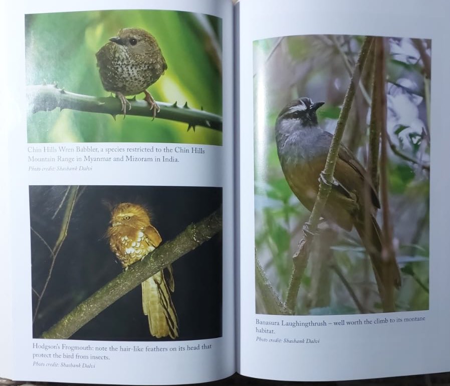 Jairam_Ramesh's tweet photo. This is a delightful book that chronicles the fascinating stories of seven bird species that have been missing for long from India, but that have been rediscovered in the last three-four decades.

These are the Jerdon's Courser, Forest Owlet, Banasura Laughingthrush, Nicobar Scops Owl, Nicobar Megapode, Mrs.Hume's Pheasant, and Mount Victoria Babax. The Pink-headed Duck, sadly, continues to remain unsighted.

The book ends with a lovely chapter on where the next rare bird or set of birds could be found.