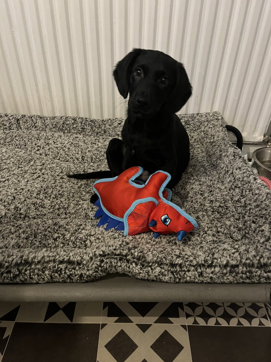 6 weeks of this little cracker joining the family. It is chaos but so much fun. She makes us laugh every day (and sometimes despair 😜)

She is thriving in her new environment and growing up fast.