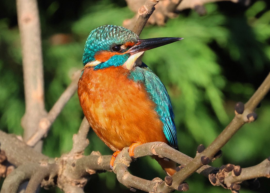 🐻Nature&wildlife 🦔 tweet media