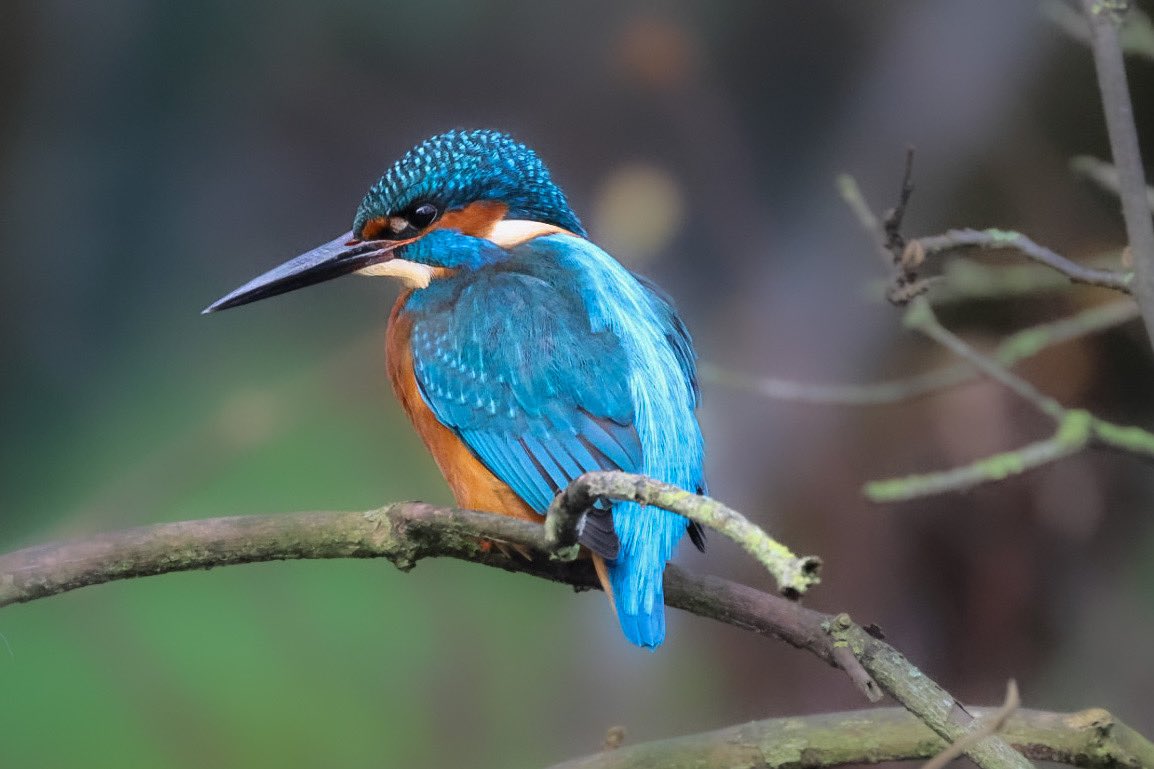 🐻Nature&wildlife 🦔 tweet media