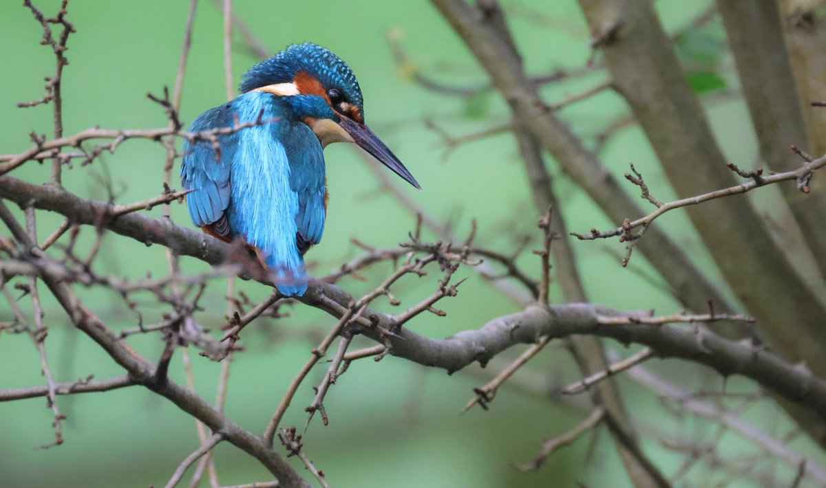You just get those days sometimes when kingfishers will pose and land near you when you wander along the canals. Very rare but it does happen 😂 #NaturePhotography #naturelovers #XNatureCommunity