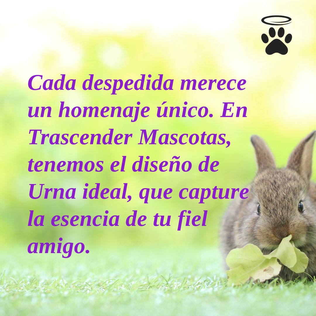 trascender2024's tweet image. #AdiósEcológico #MascotasEternas #AmorPorLaNaturaleza #Urnas #Bio #Veterinarios #Veterinarias #Diseños #Envíos