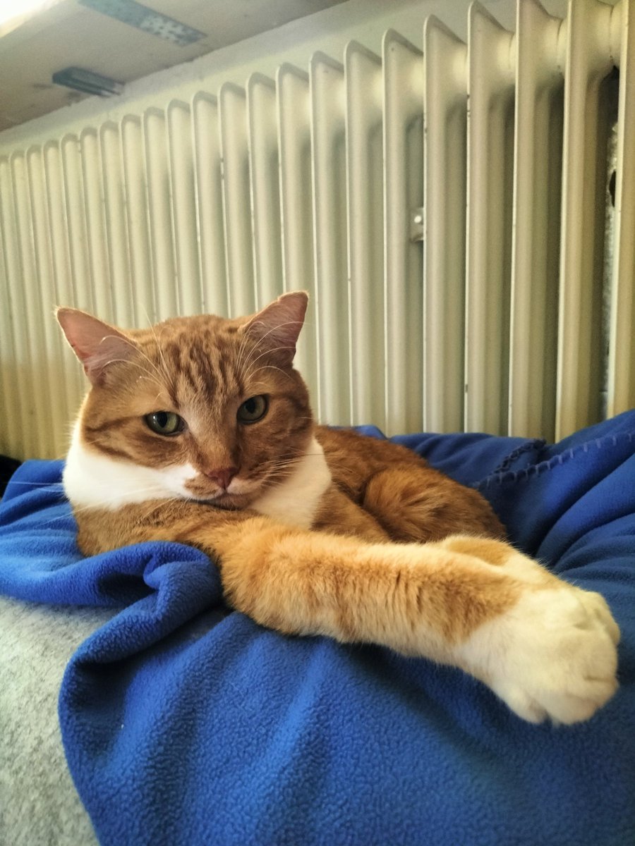 Boop the Snout tweet media