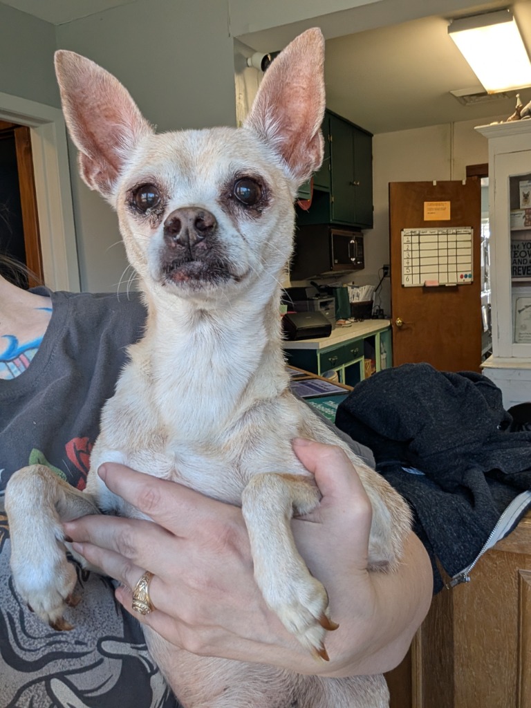 Long Way Home Adoptables tweet media